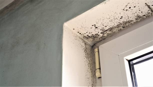 Mold Documentation for Insurance Claims in Fishhook, AK