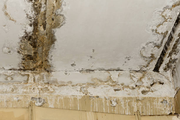 Mold Odor Removal Services in Fishhook, AK